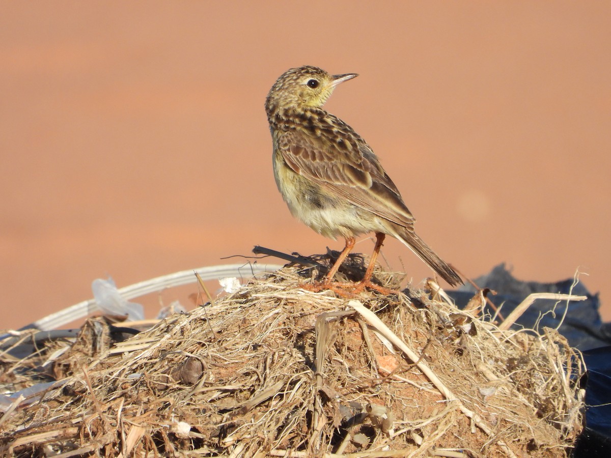 Yellowish Pipit - ML612668195