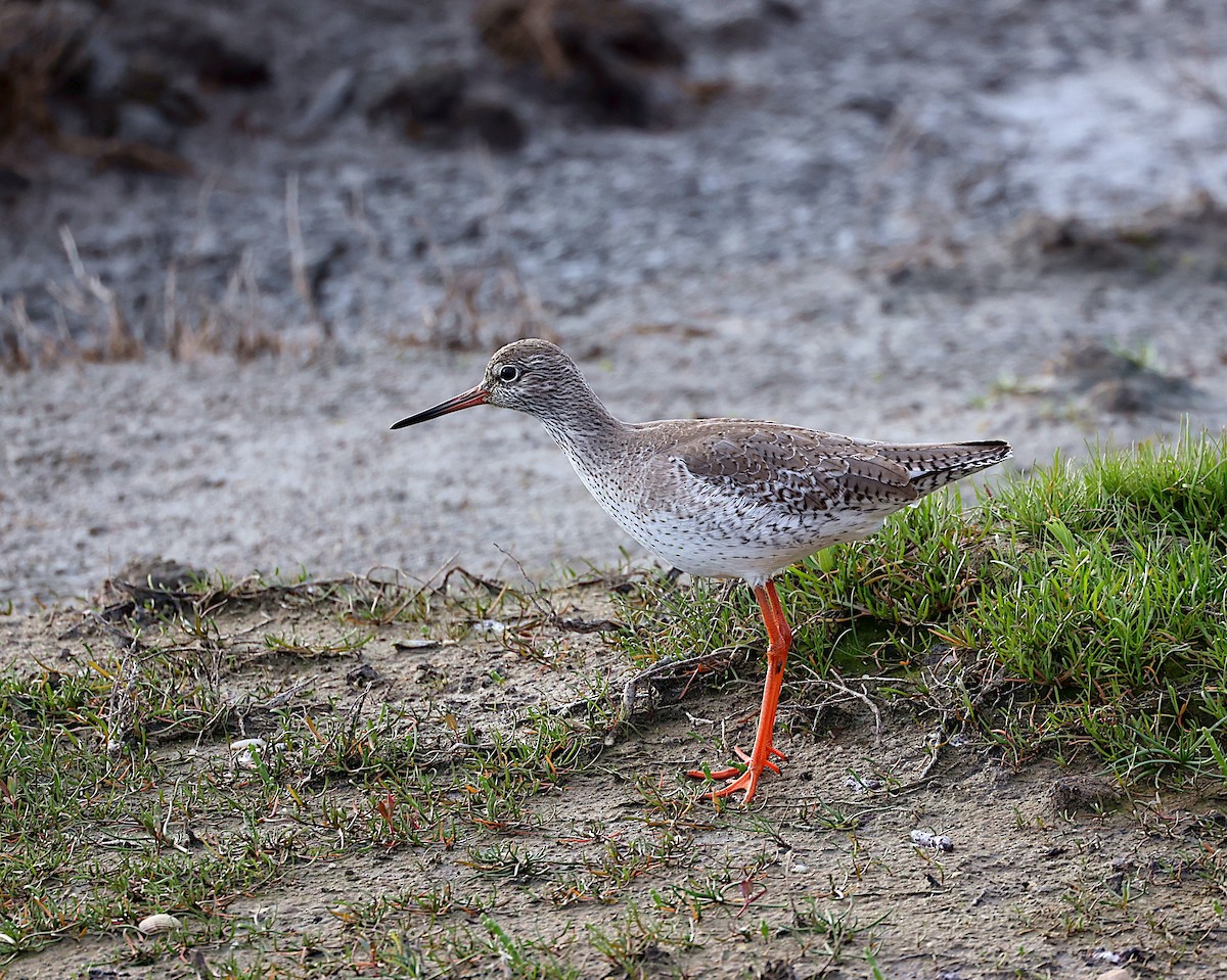 Common Redshank - ML612668221