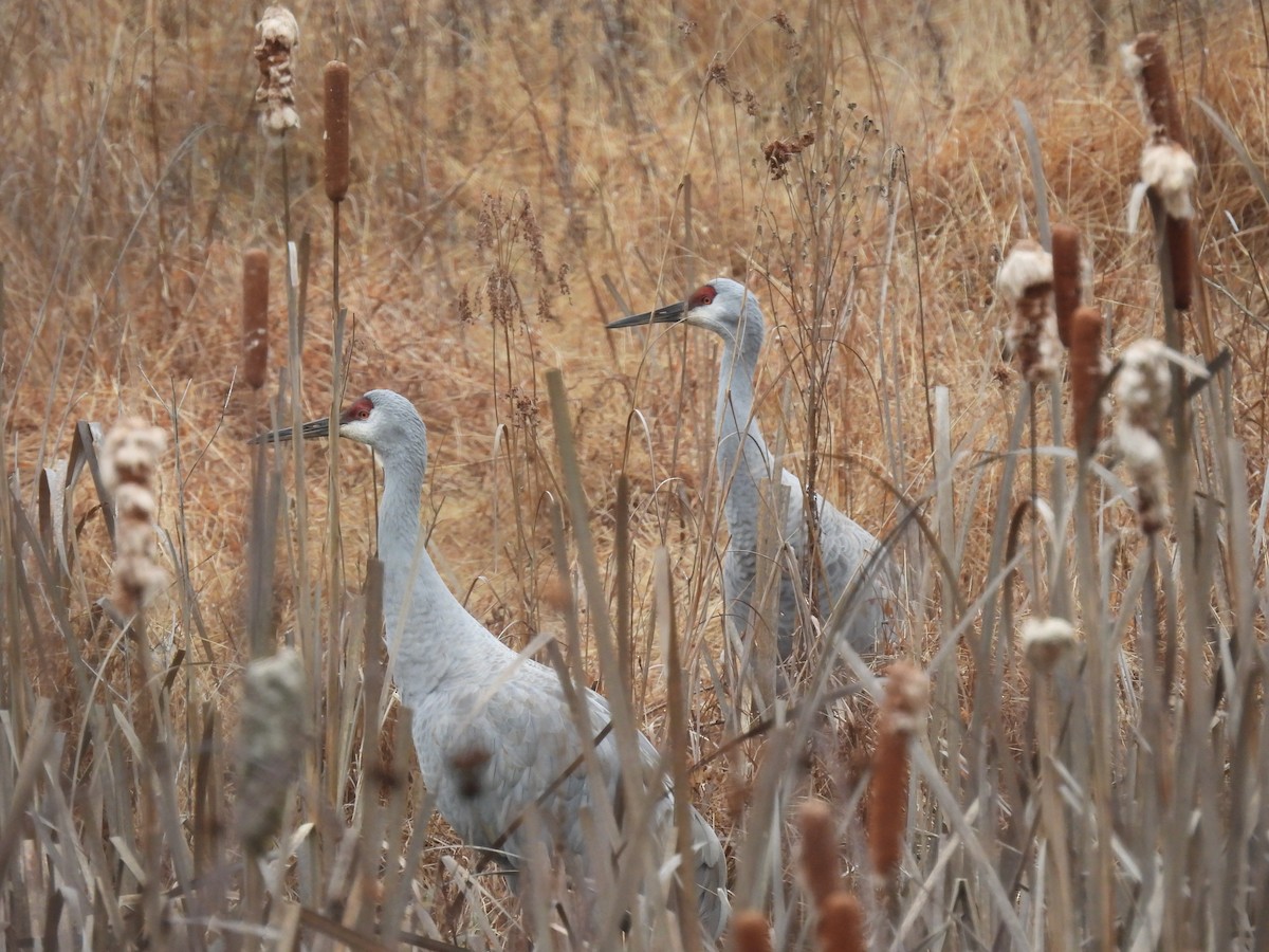 Sandhill Crane - ML612668234