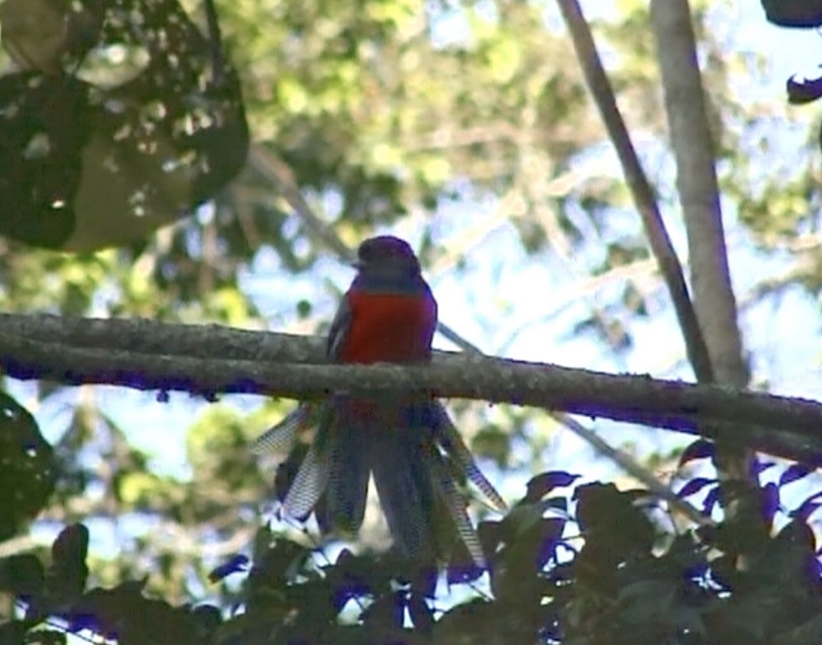 Çizgili Kuyruklu Trogon - ML612668252