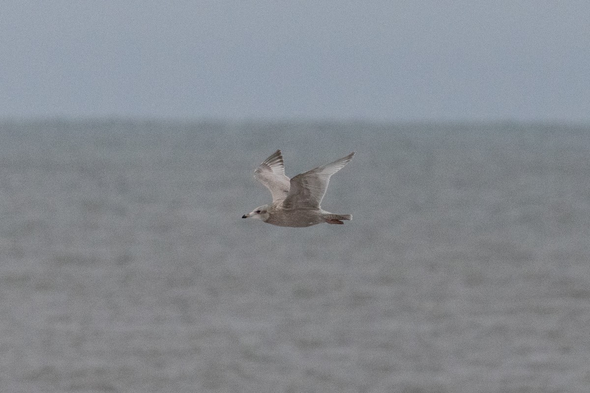 Gaviota Argéntea - ML612668291