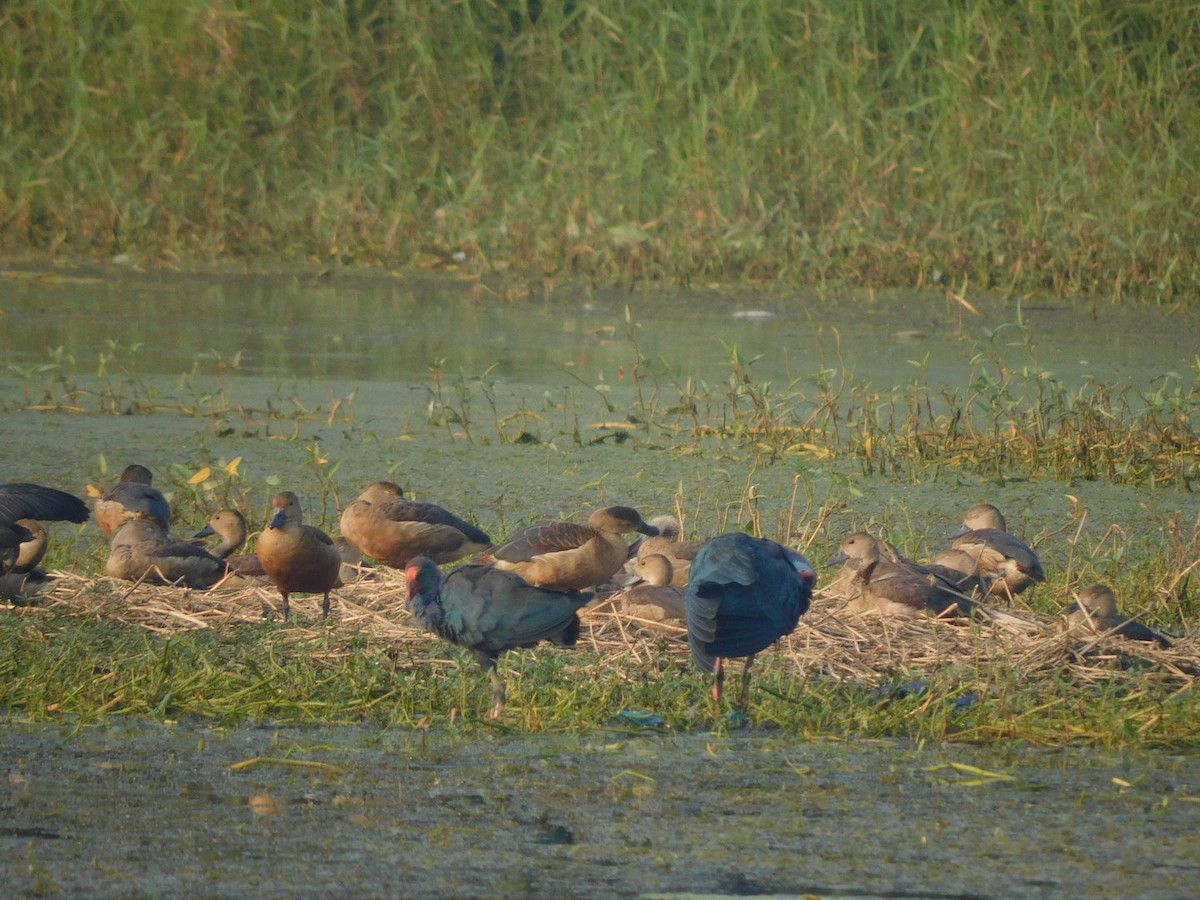 Lesser Whistling-Duck - Sushant Pawar