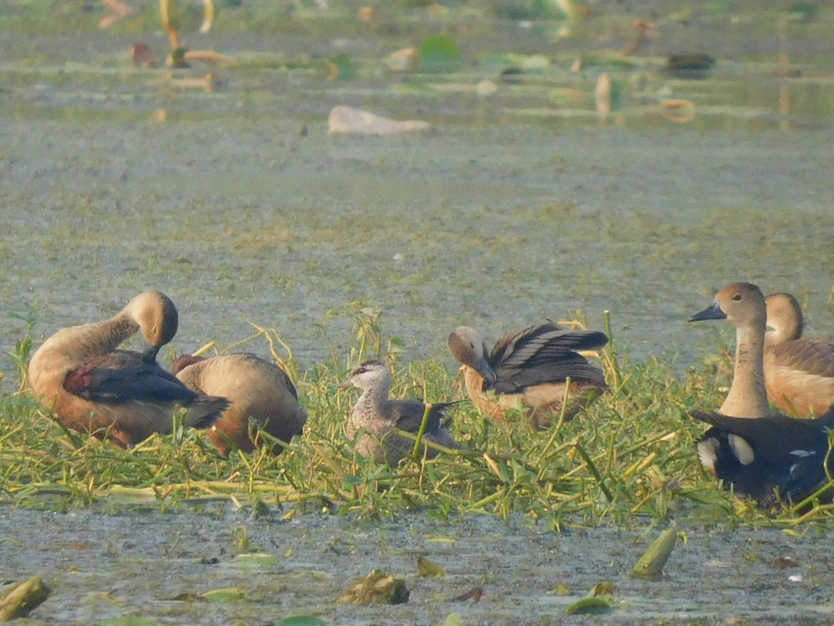 Cotton Pygmy-Goose - Sushant Pawar