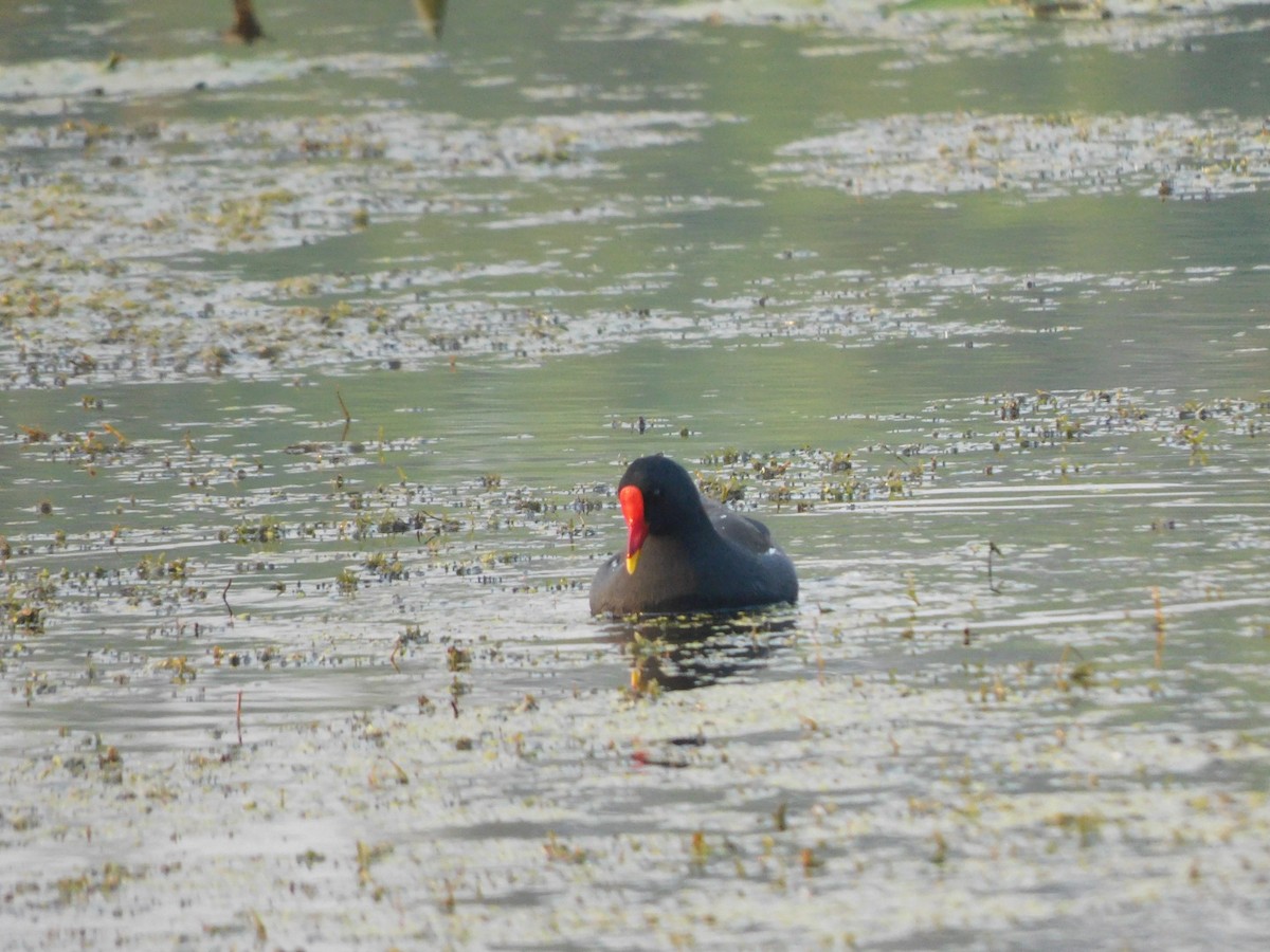 Eurasian Moorhen - Sushant Pawar