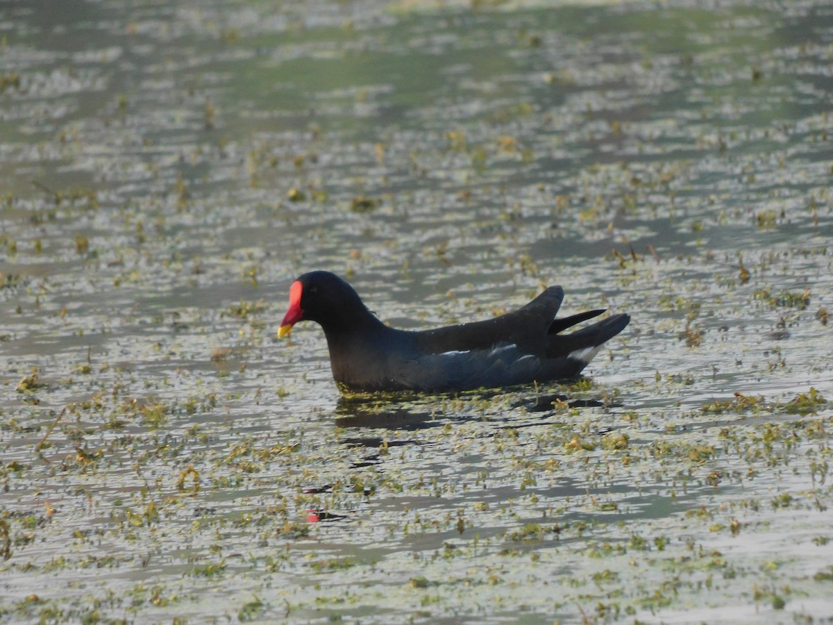 Eurasian Moorhen - ML612668380