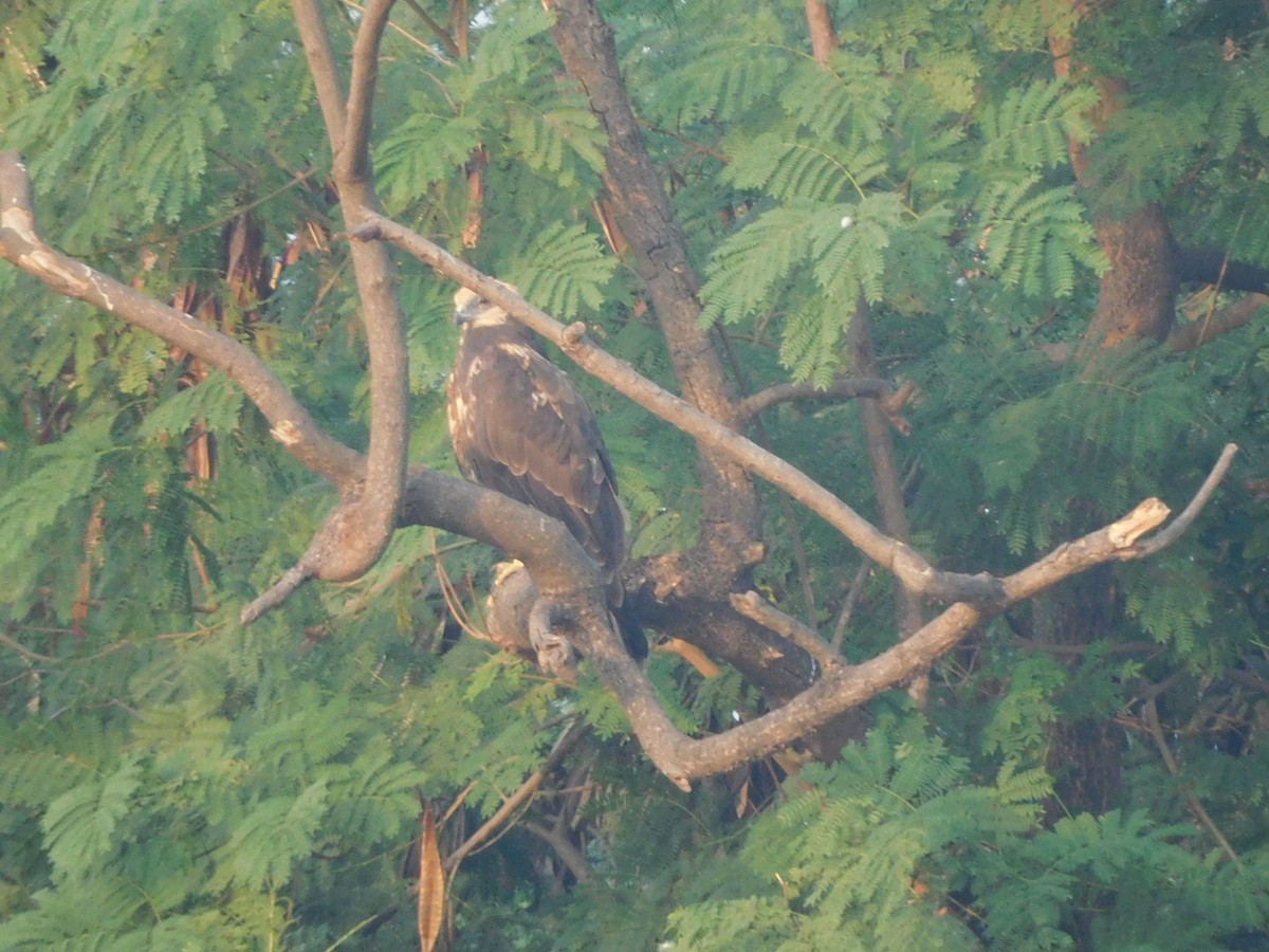 Western Marsh Harrier - Sushant Pawar