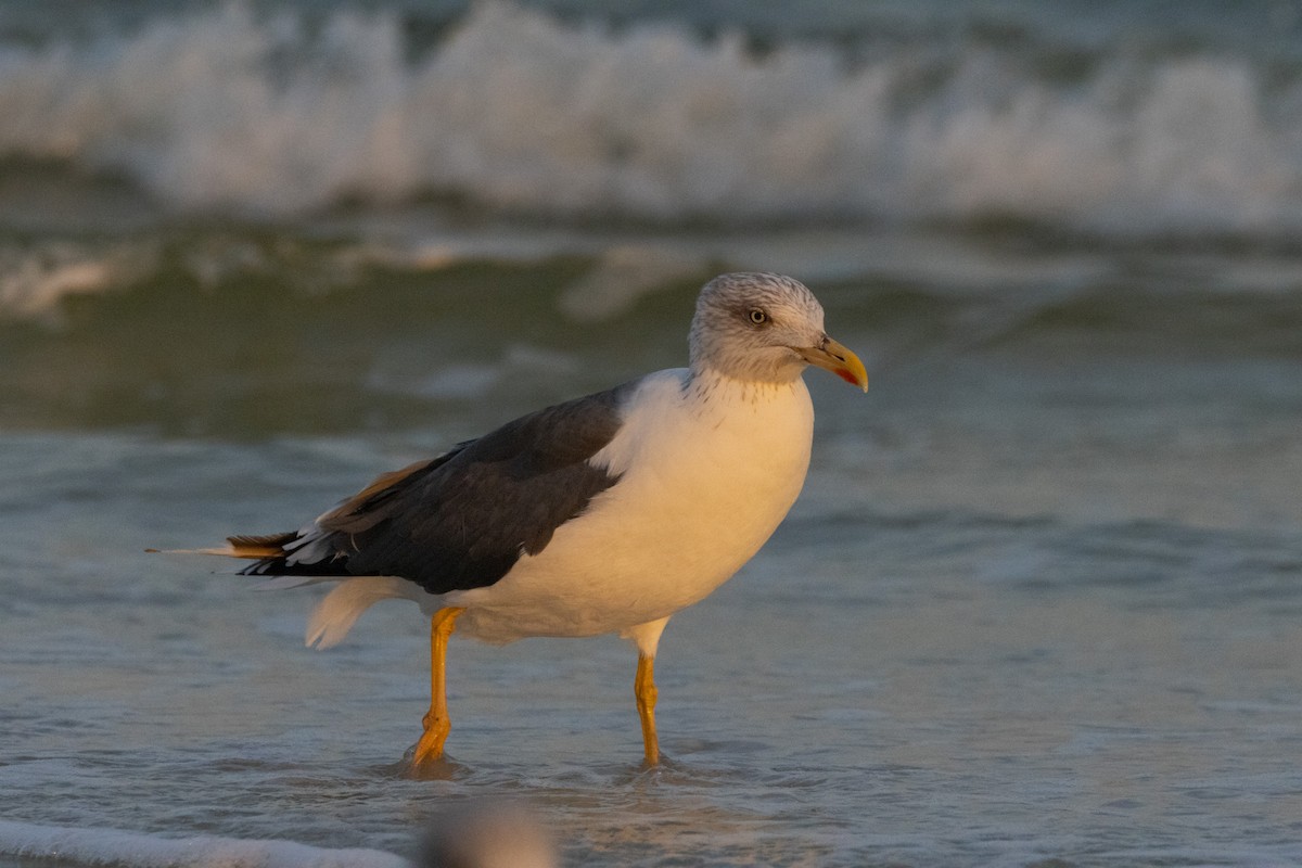 Бэсрэг цахлай - ML612668520