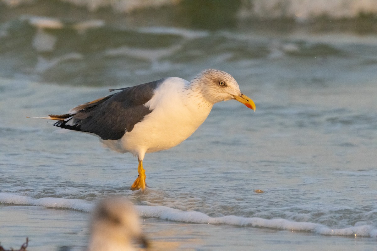 Бэсрэг цахлай - ML612668521