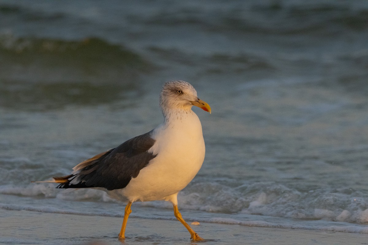 Бэсрэг цахлай - ML612668522