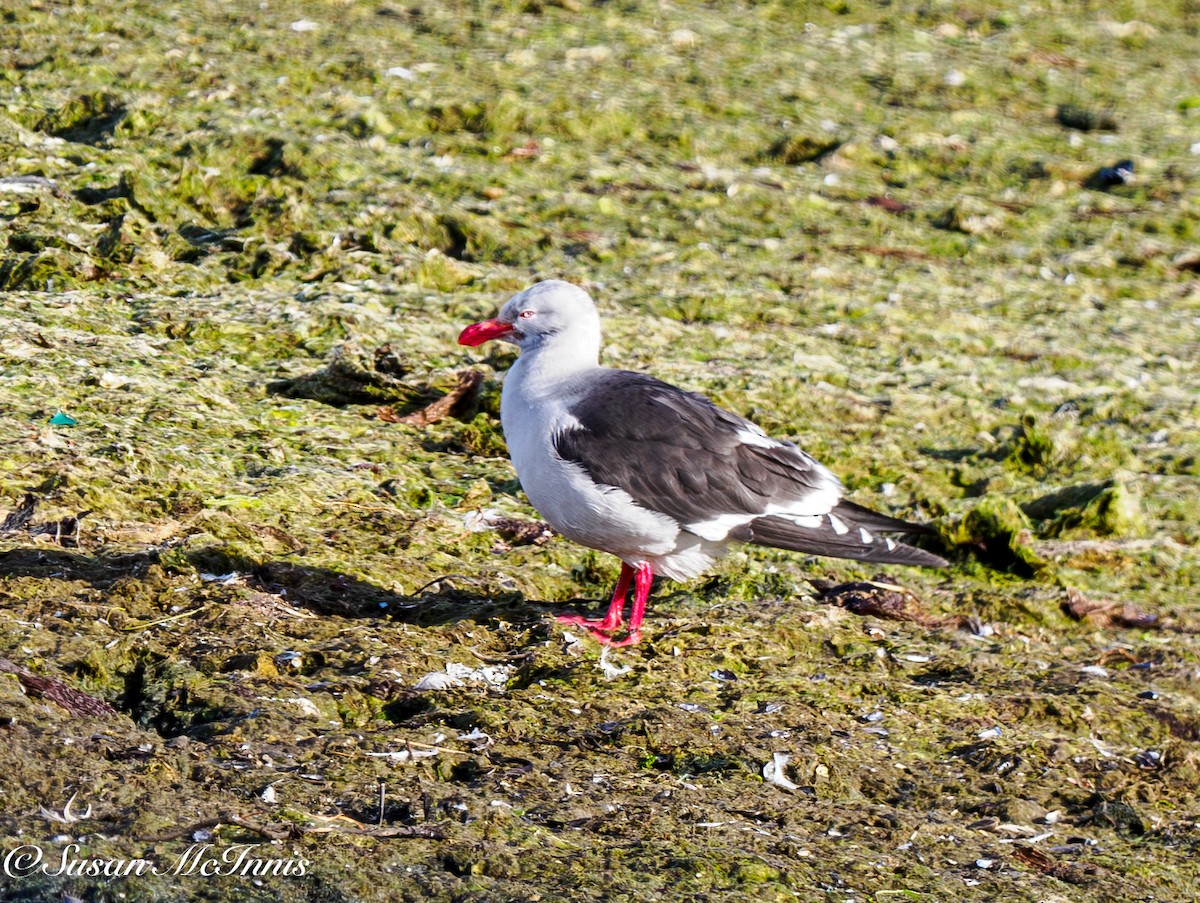 Dolphin Gull - ML612668530