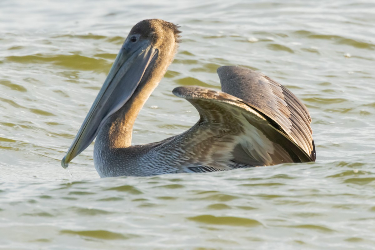 Brown Pelican - ML612668555