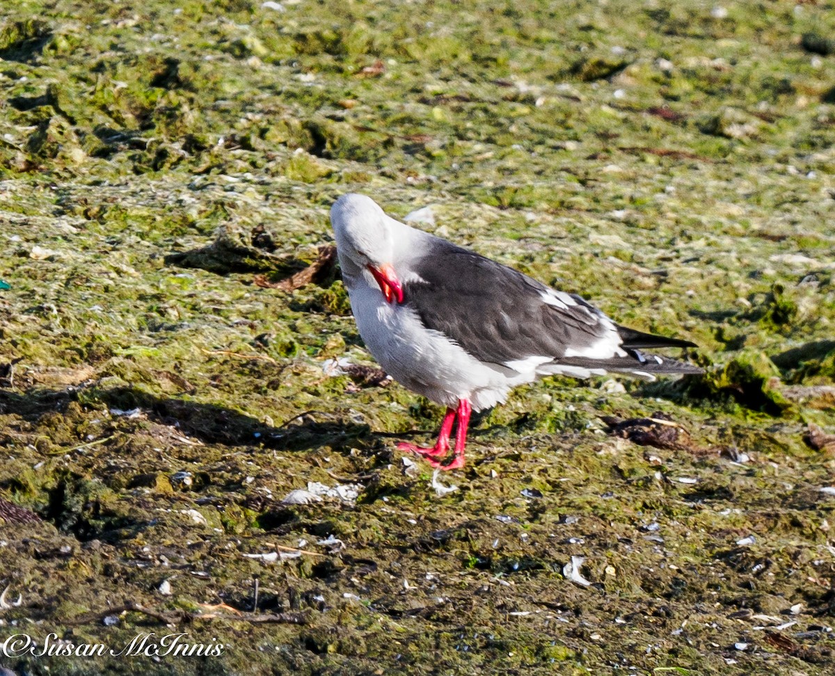 Dolphin Gull - ML612668559