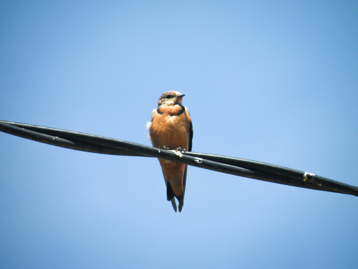 Barn Swallow - Gerónimo Sergio Sampaolesi