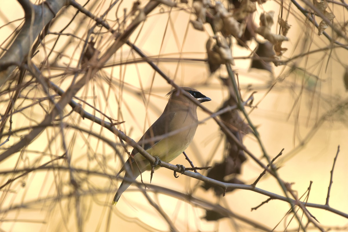 Cedar Waxwing - ML612668583