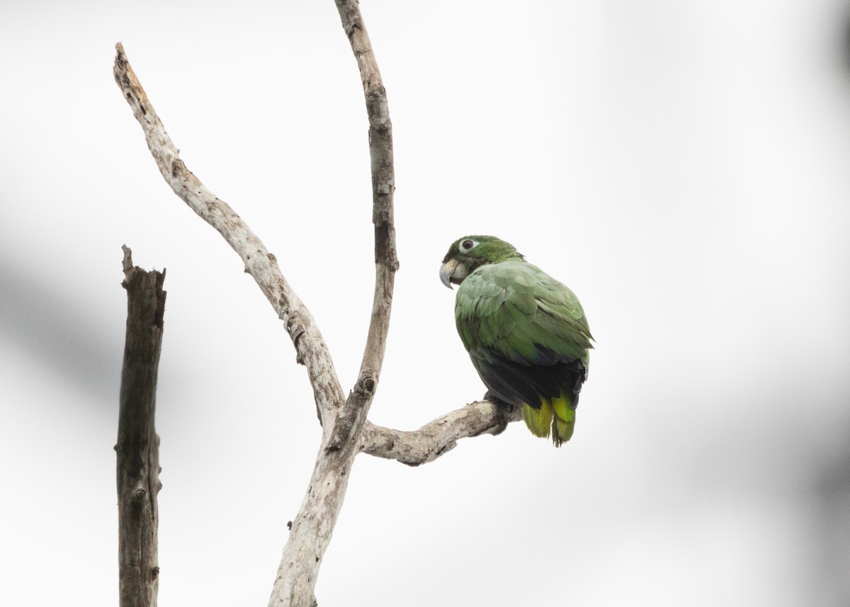 Mealy Parrot (Southern) - Silvia Faustino Linhares