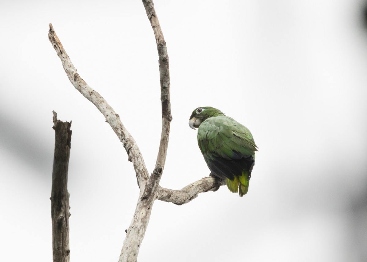 Mealy Parrot (Southern) - Silvia Faustino Linhares