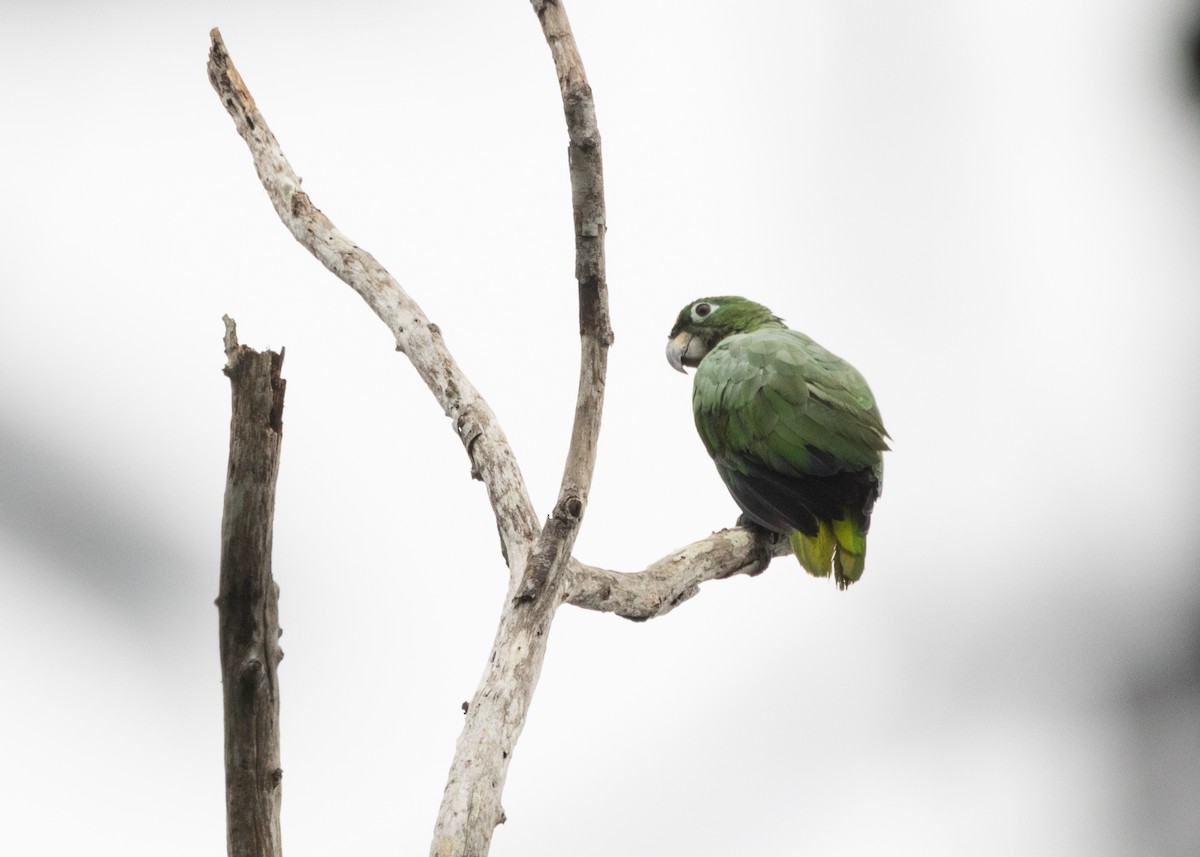 Mealy Parrot (Southern) - Silvia Faustino Linhares