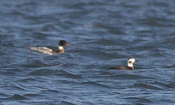 Long-tailed Duck - ML612668726