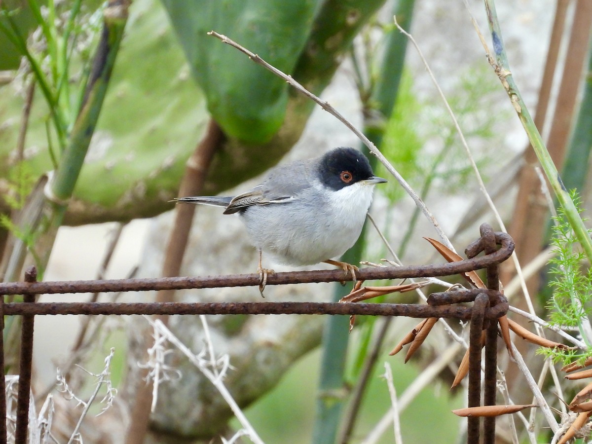 Sardinian Warbler - ML612668832