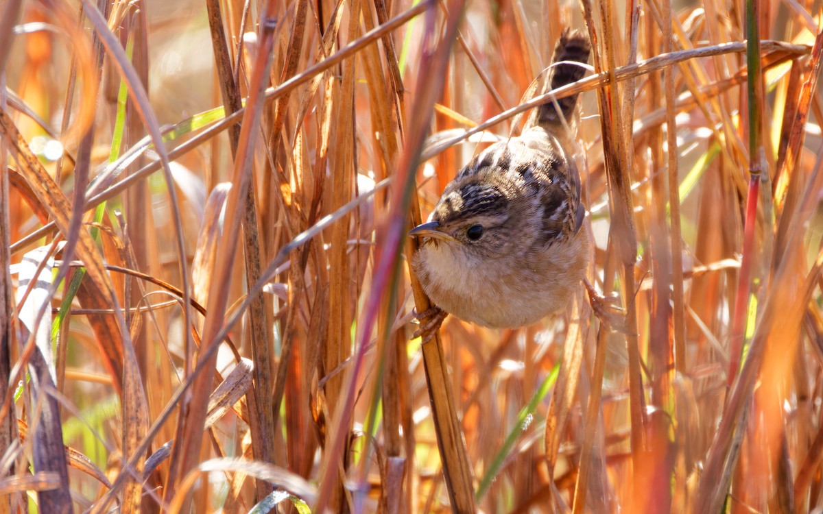 Sedge Wren - Brent Cox