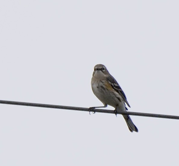 Yellow-rumped Warbler - ML612668866