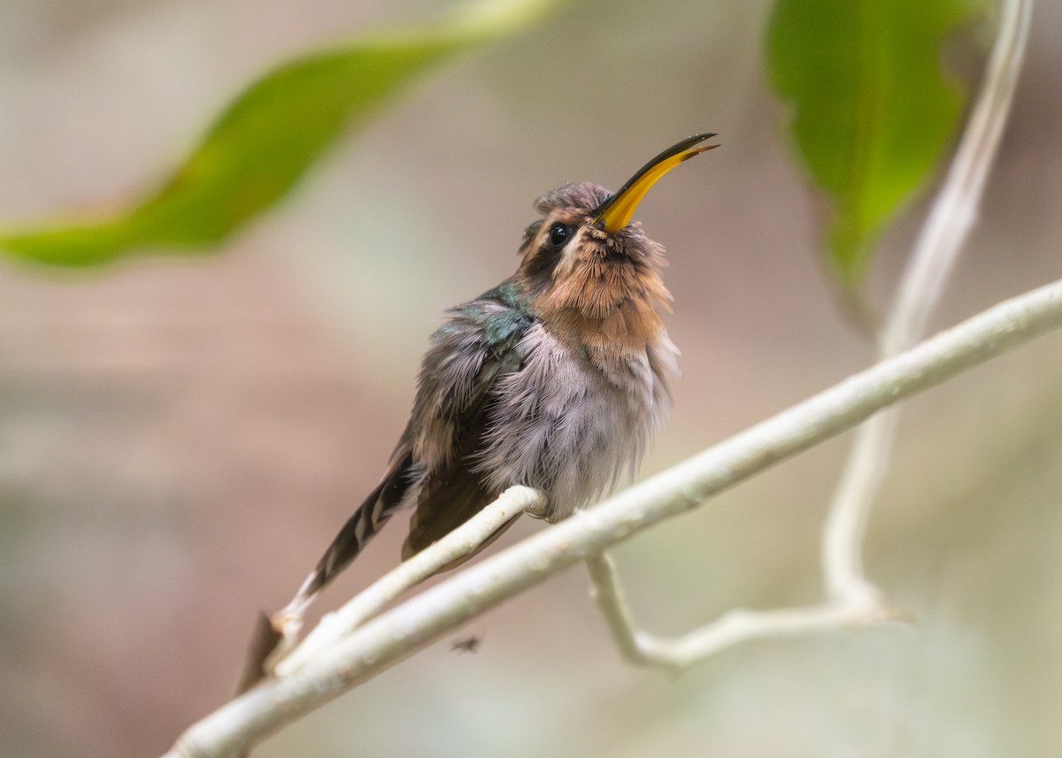 kolibřík hnědohrdlý - ML612668879