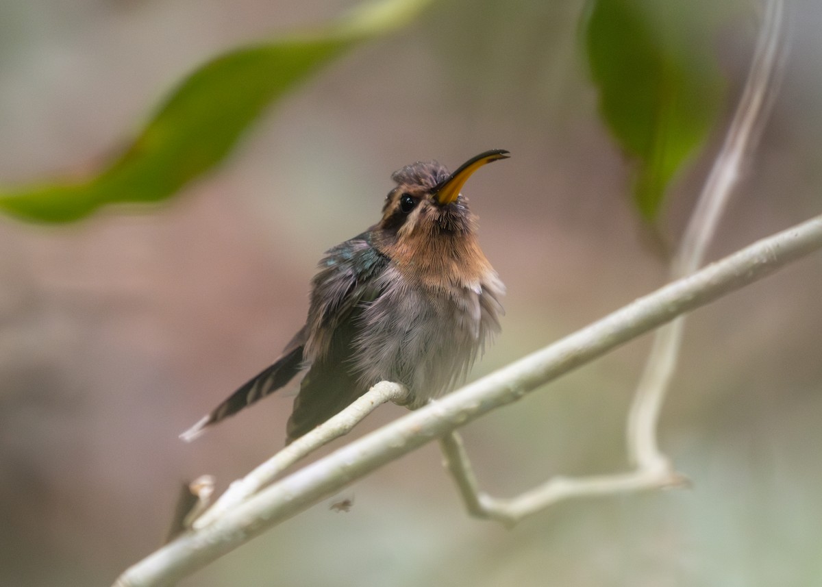 kolibřík hnědohrdlý - ML612668880