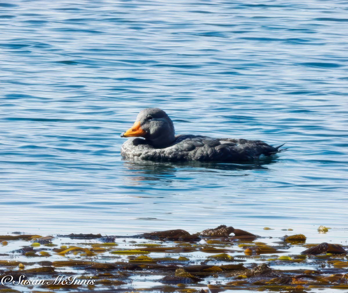 Flightless Steamer-Duck - ML612668894