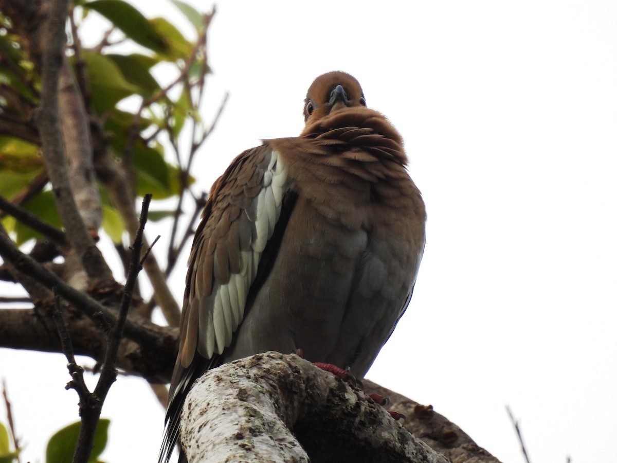 White-winged Dove - ML612668945