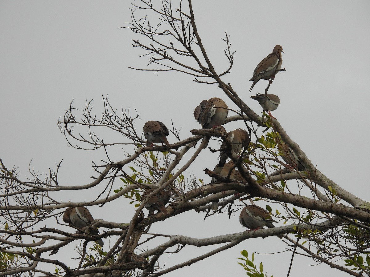 White-winged Dove - ML612668946