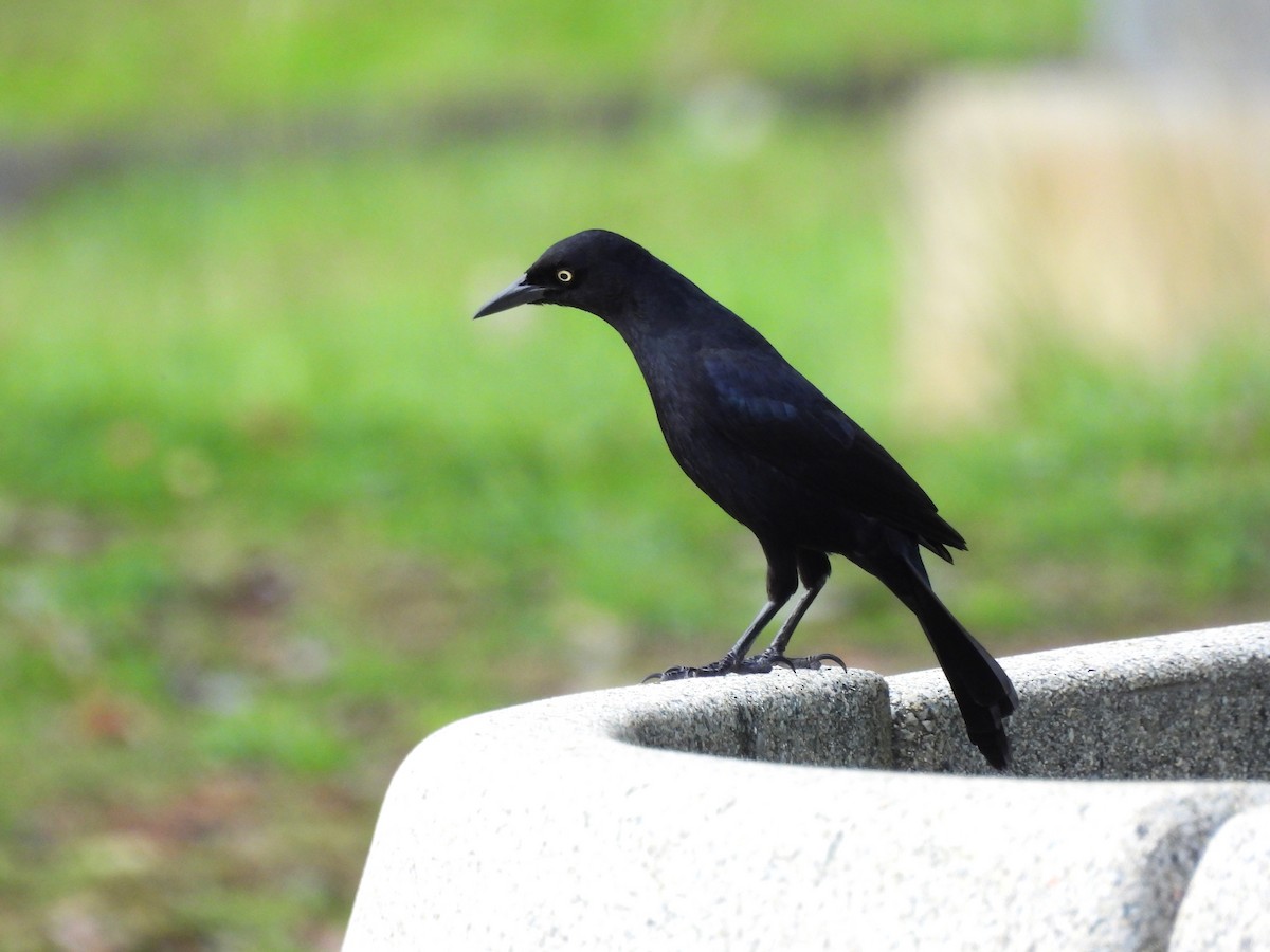 Greater Antillean Grackle - ML612668965