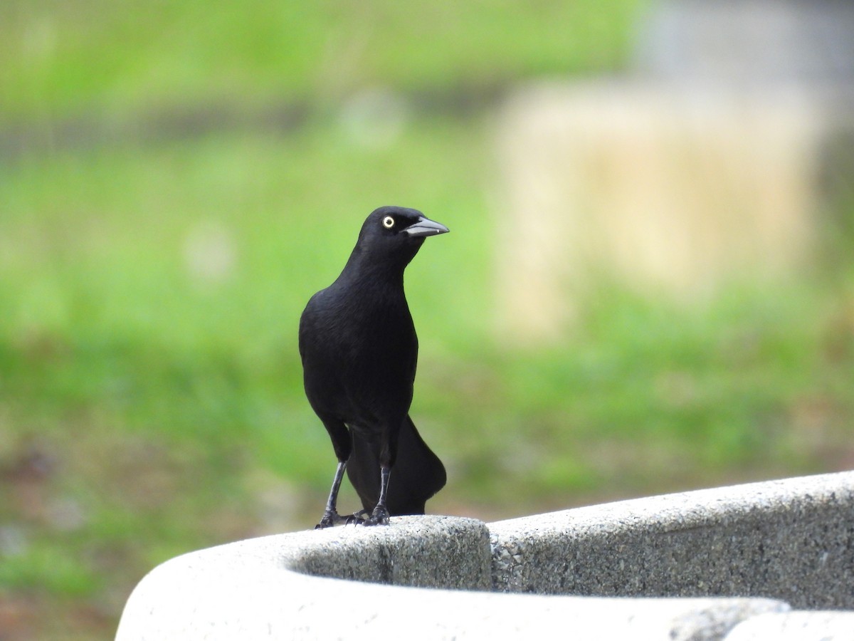 Greater Antillean Grackle - Eliezer Nieves-Rodriguez