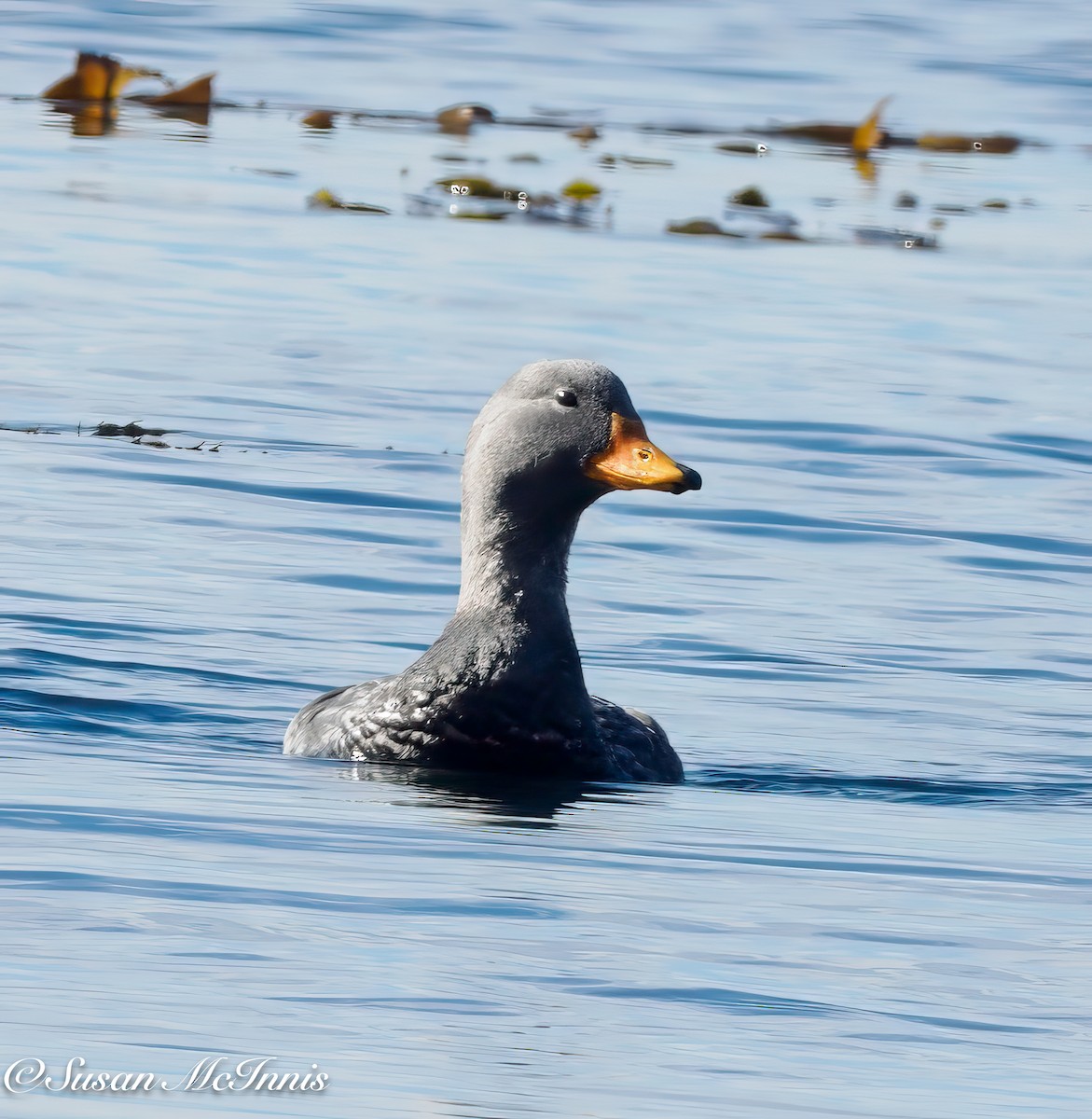 Flightless Steamer-Duck - ML612668968