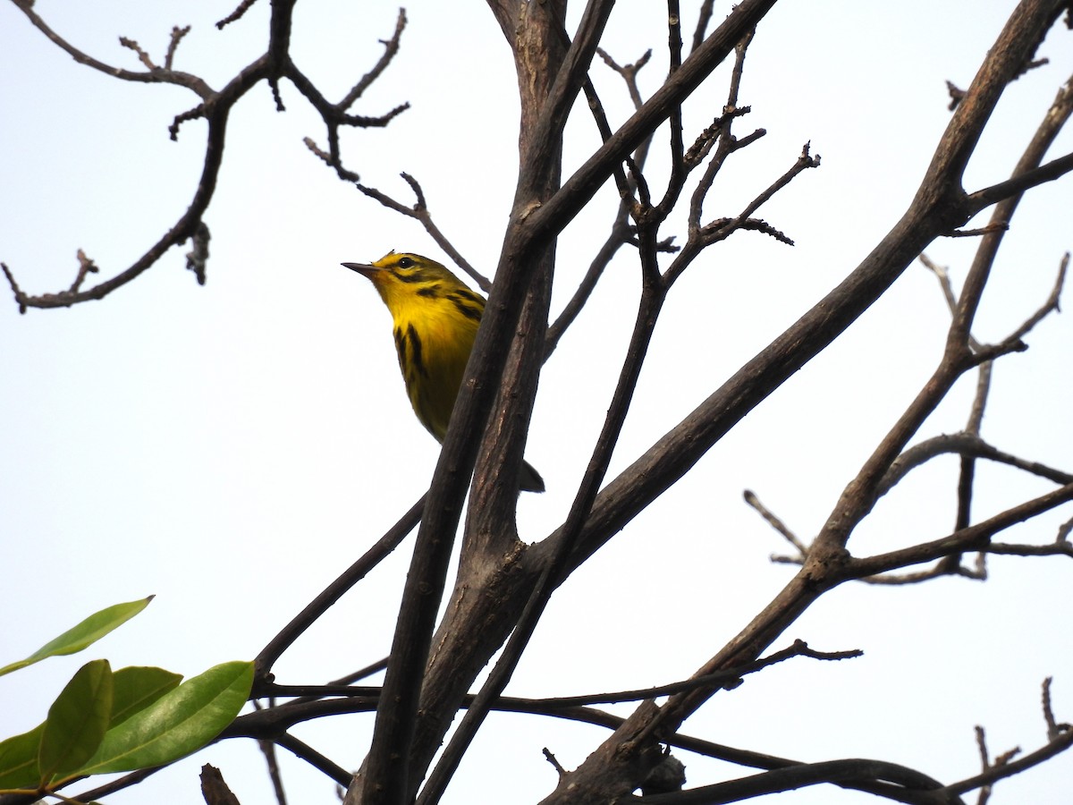 Prairie Warbler - ML612668973