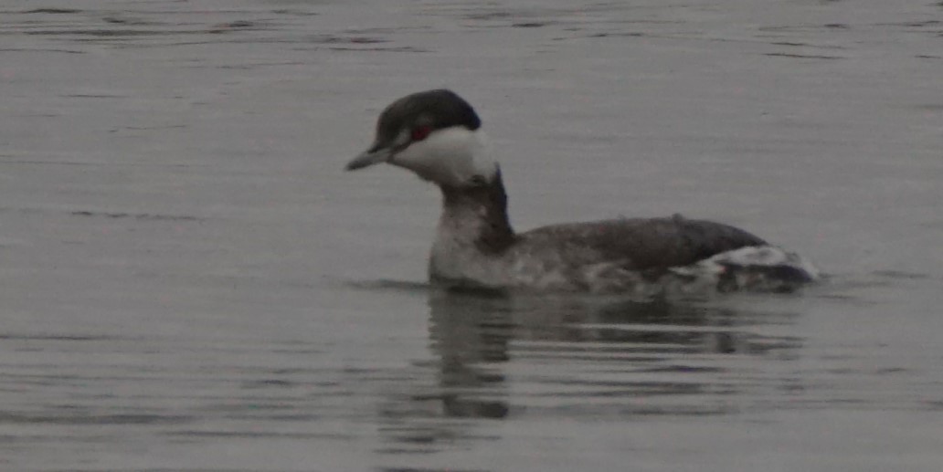 Horned Grebe - ML612668977