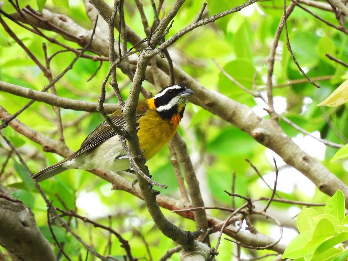 Puerto-Rico-Streifenkopftangare - ML612668983