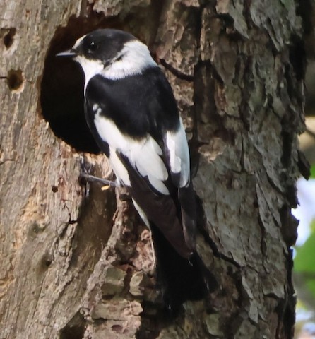 Collared Flycatcher - ML612668985