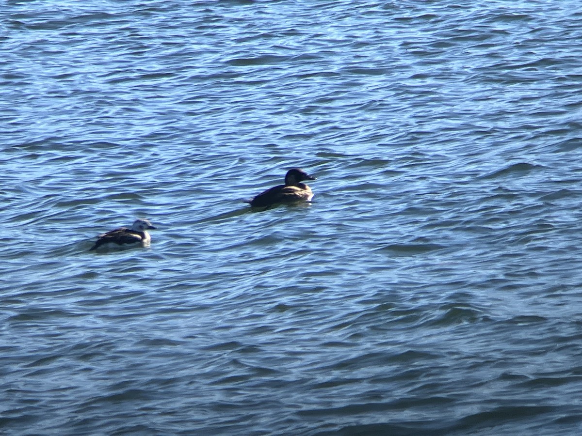 Long-tailed Duck - ML612668986