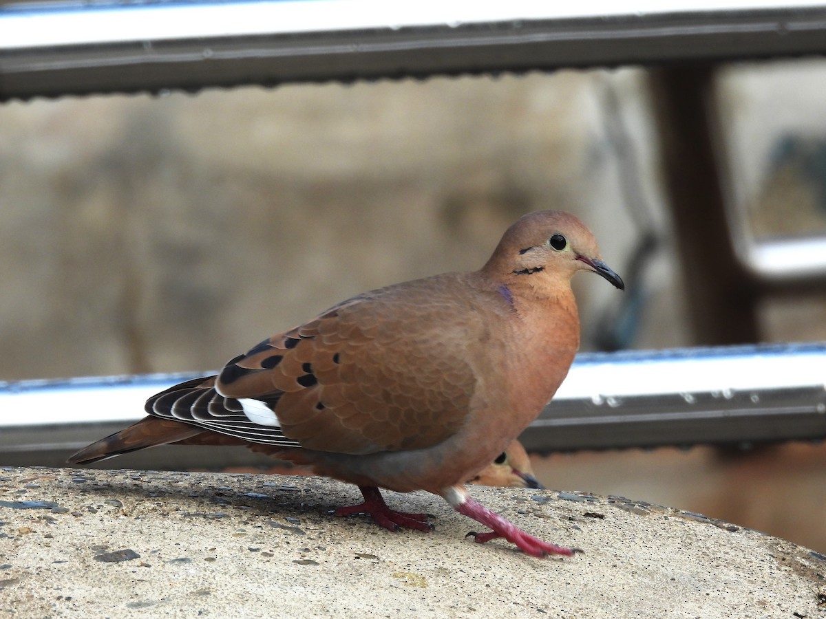 Zenaida Dove - ML612668993