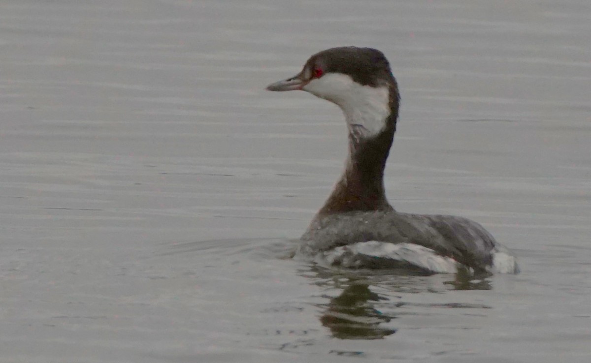 Horned Grebe - ML612669005