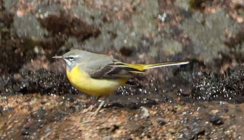 Gray Wagtail - ML612669038