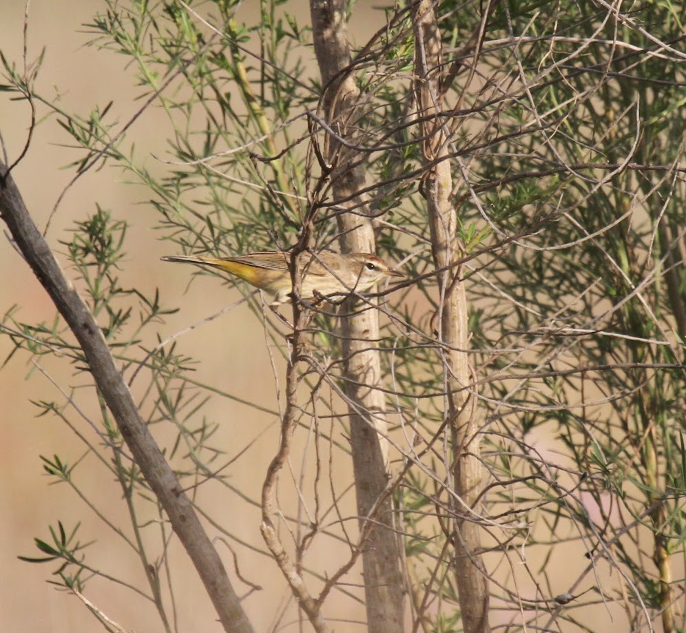 Palm Warbler - Steve Glover