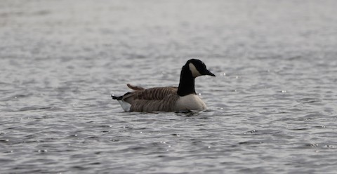 Canada Goose - Mika Latva-Rasku