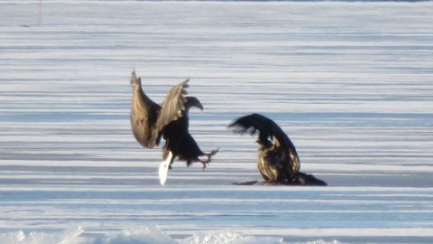 White-tailed Eagle - Mika Latva-Rasku