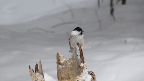 Mésange boréale - ML612669130