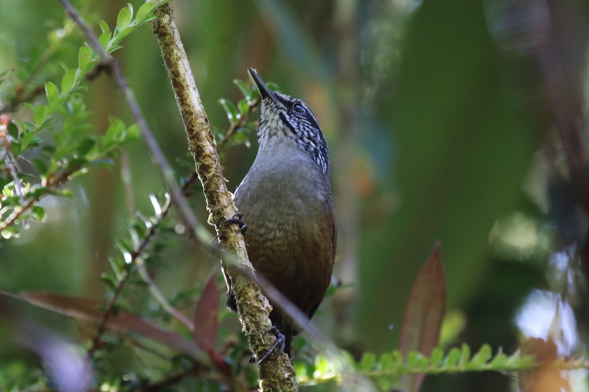 Munchique Wood-Wren - Juan Carlos Albero