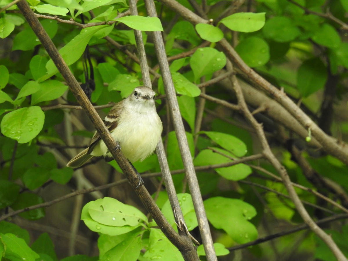 Mouse-colored Tyrannulet (Southern) - ML612669240