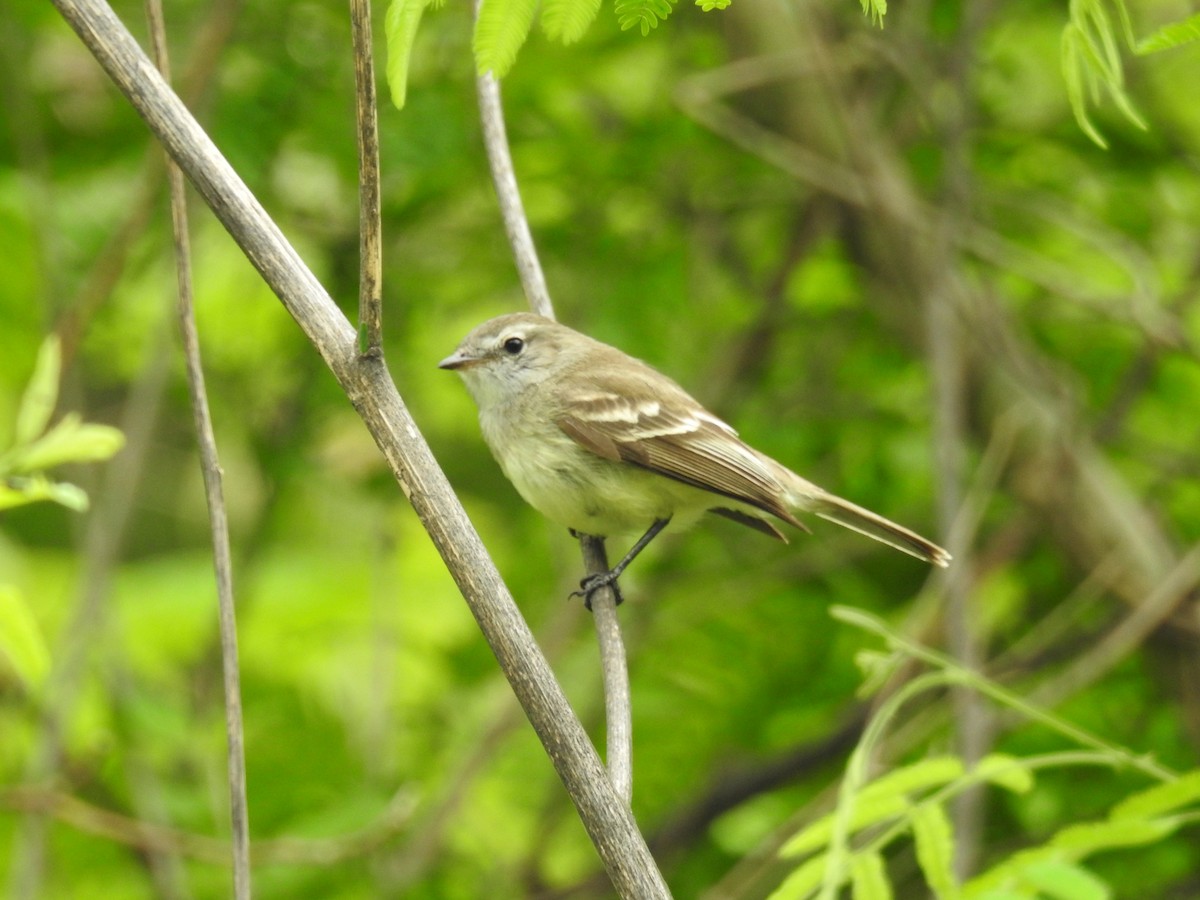 Mouse-colored Tyrannulet (Southern) - ML612669241