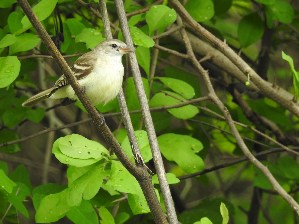 Mouse-colored Tyrannulet (Southern) - ML612669242