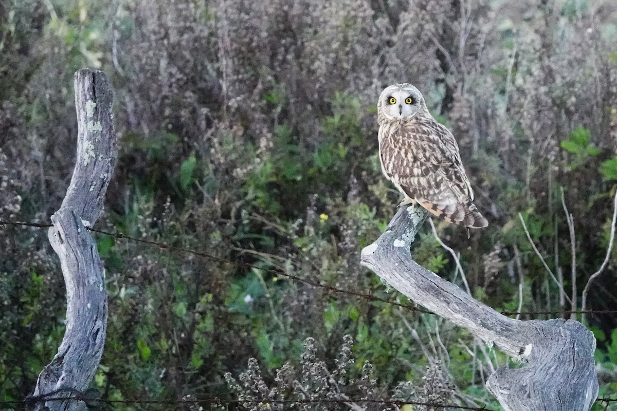 Hibou des marais - ML612669366